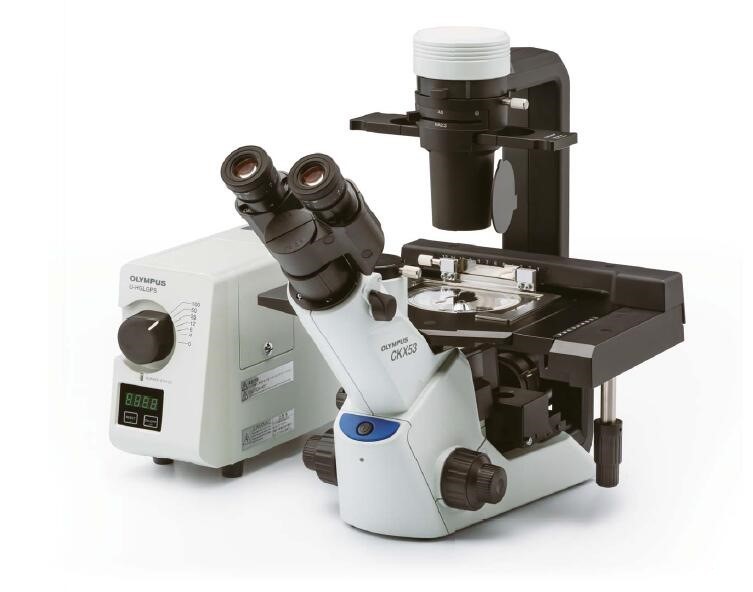 奥林巴斯CKX53倒置显微镜